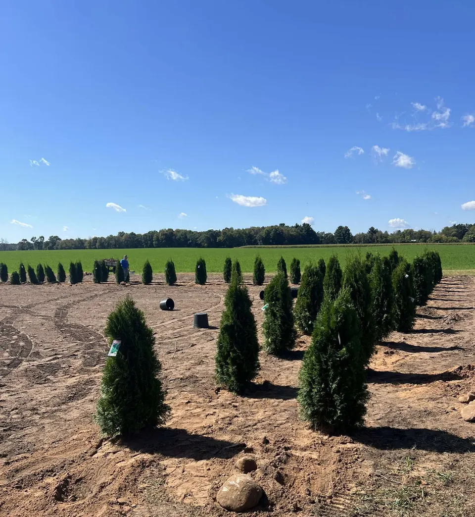 Long rows of newly planted arborvitae under a blue sky